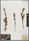 Foto von Salix triandra subsp. triandra L.